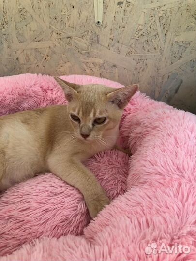 Бурманская кошка бесплатно