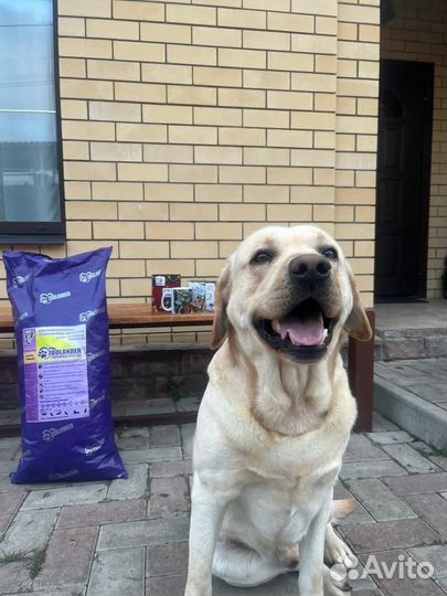 Гипоаллергенный сухой корм для собак