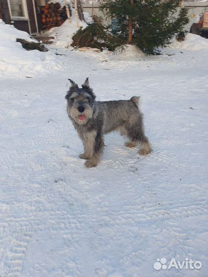 Вязка Шнауцер