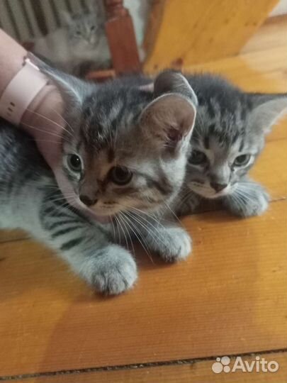 Кошка в дар бесплатно