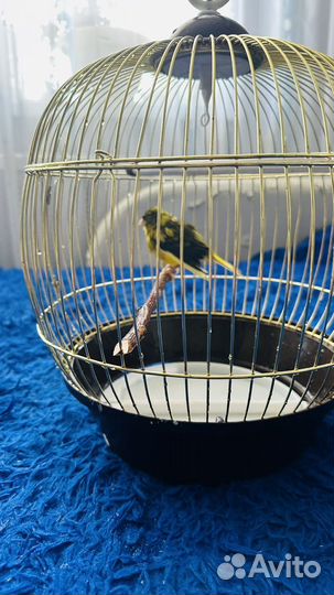 Кенар певчий