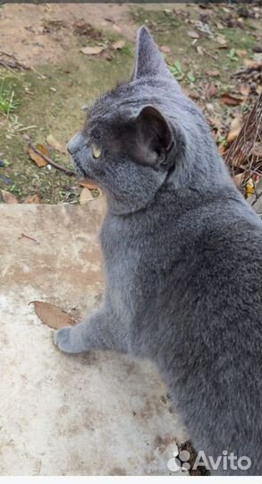 Отдам в добрые руки