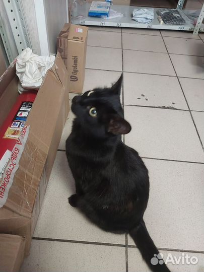 Черная пантера ищет дом