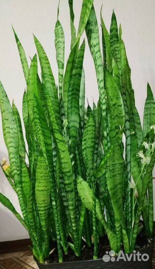 Малочай Алое Сансивиерия