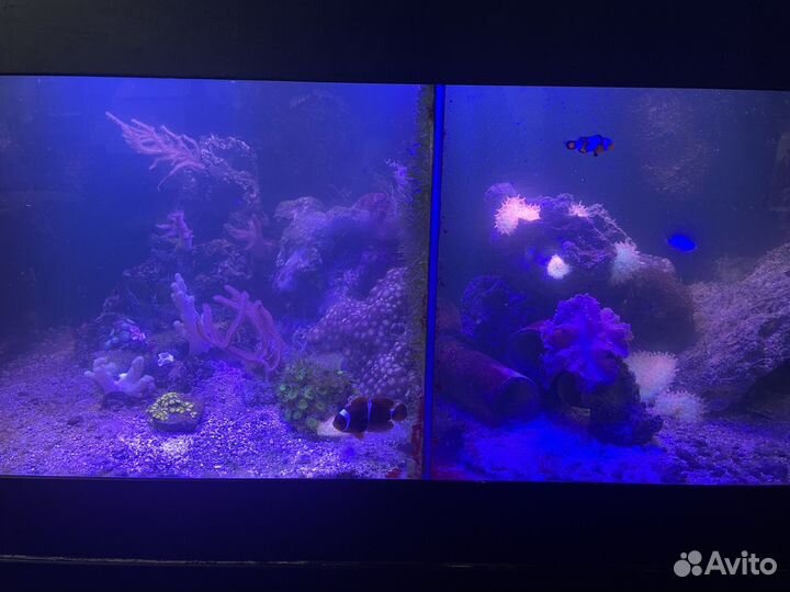 Морская аквариумная стойка