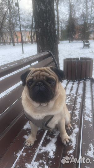 Мопс вязка мальчик