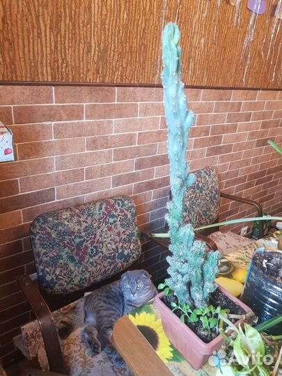 Домашние цветы