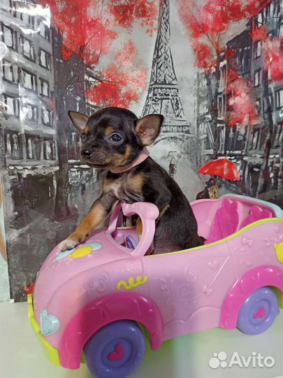 Мини Той терьер девочки и мальчики