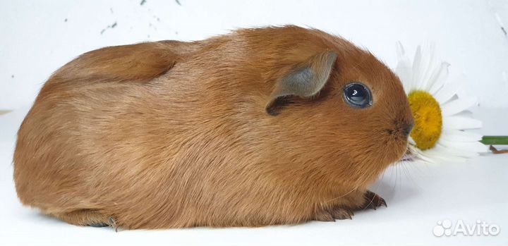 Морские свинки california