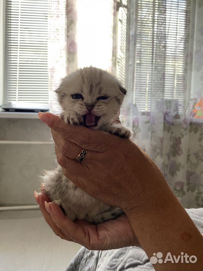 Котята британцы