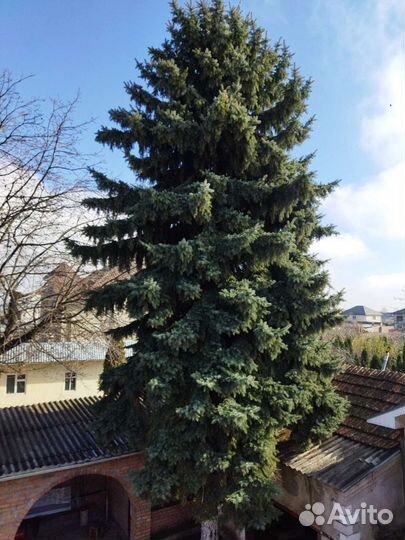 Ель голубая