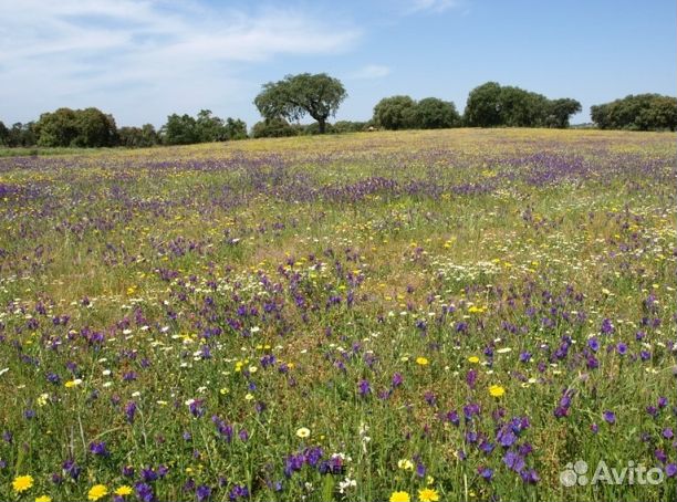 Мёд 24 года натуральный опт