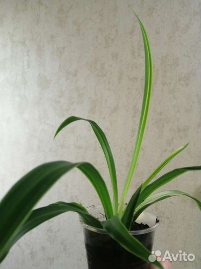 Хлорофитум