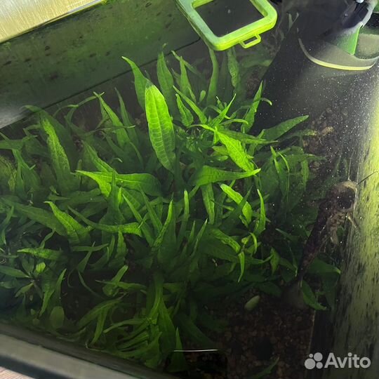 Аквариум угловой 60 литров