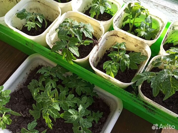 Рассада помидор(томат балконный, смесь)