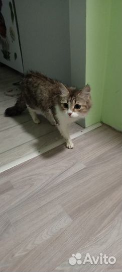 Найдена кошка