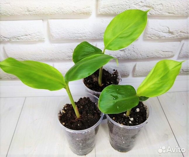 Кардамон,Саркококка