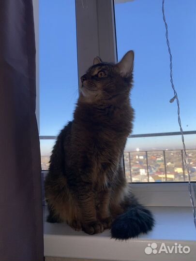 Вязка (Кот)
