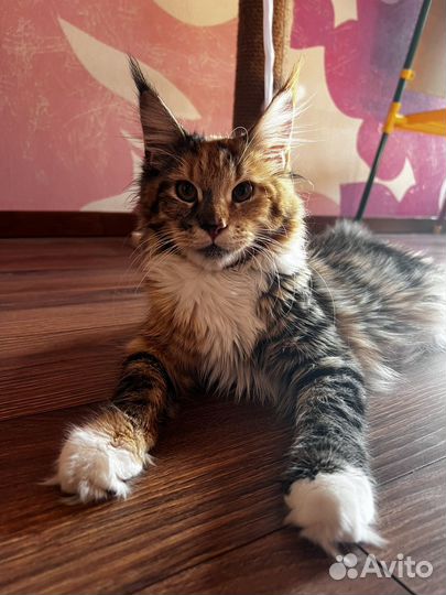 Котята мейкун