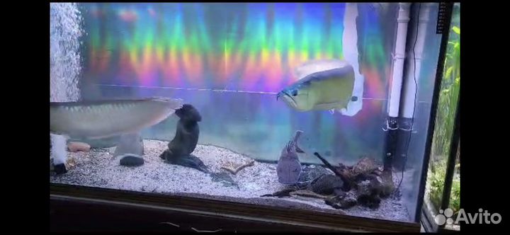 Аквариумные рыбки