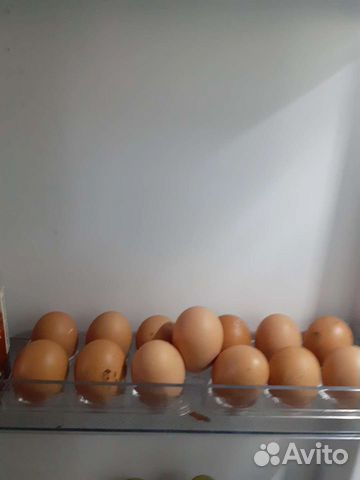 Кролики,225 месяц жизни яйцо домашнее 150 объявление продам