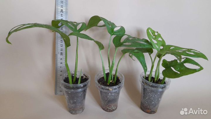 Монстера Манки Маск