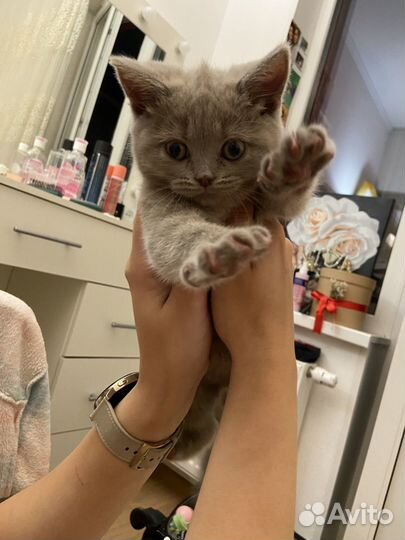 Шотландские котенок