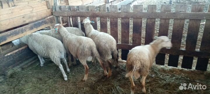 Катумские бараны