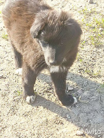 Собаки бесплатно в добрые руки щенки