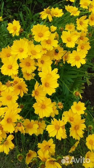 Многолетние садовые растения для дома и дачи