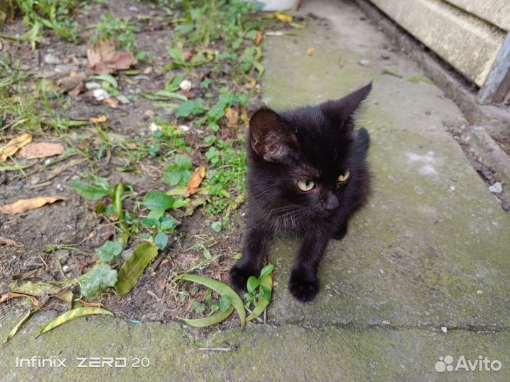 Отдам в добрые руки котят