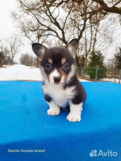 Вельш-корги пемброк