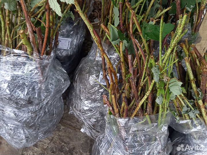 Саженцы малины. Оптом