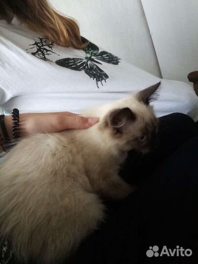 Сиамский котёнок