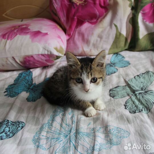 Котёнок девочка в добрые руки бесплатно