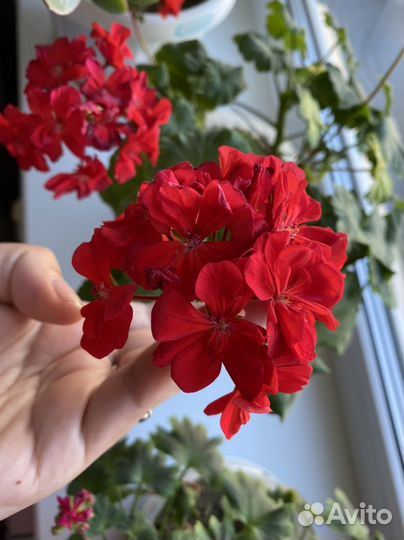 Пеларгония герань