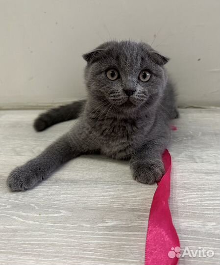 Шотландские котята