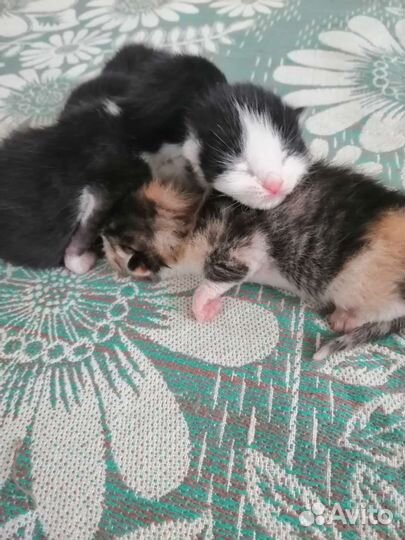 Котята от кошки мышеловки