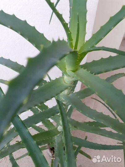 Каланхоэ лечебный 1-3 летние растения