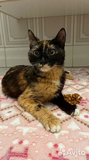 Трехцветная красавица