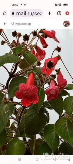 Цветок корелия