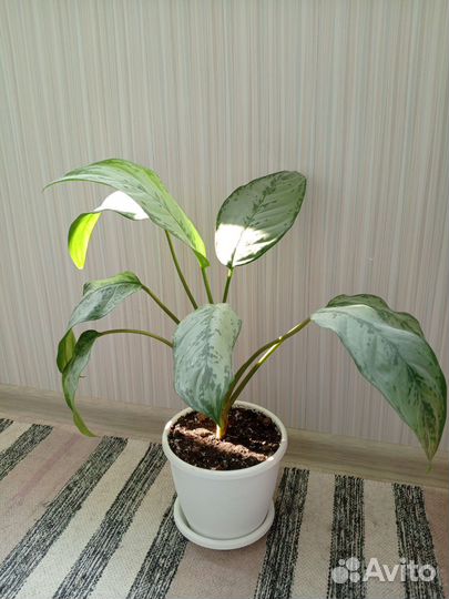 Аглаонема фридман