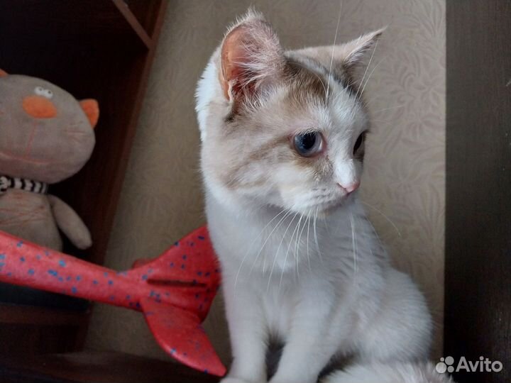 Кошка-подросток