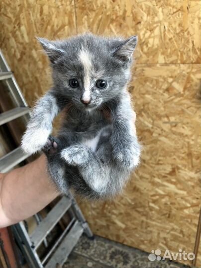 Котята в добрые руки 1 месяц
