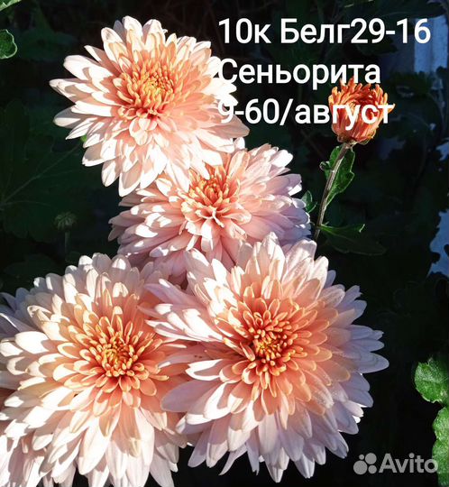 Хризантема