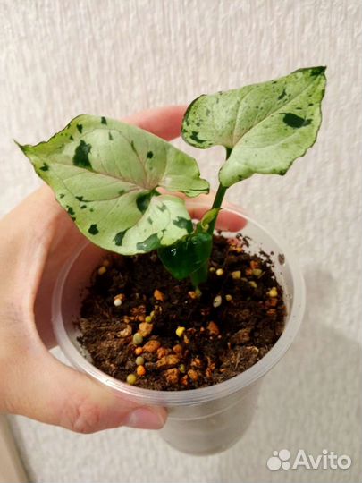 Сингониум Орм нак