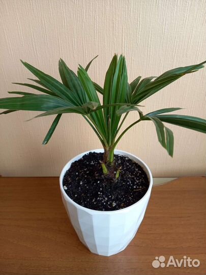 Пальма веерная трахикарпус