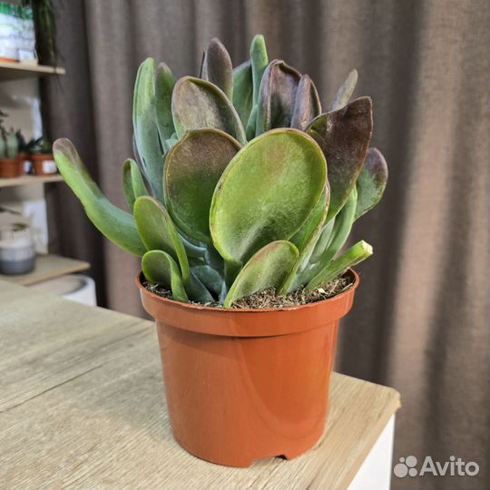 Каланхоэ Оракула ушки шрека