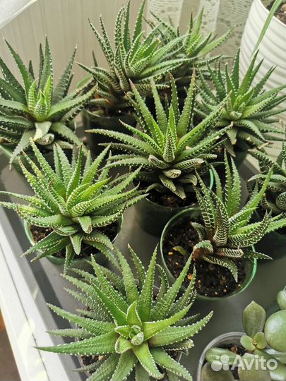 Хавортия полосатая