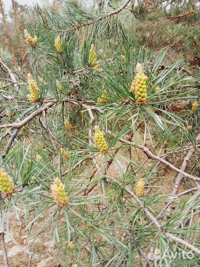 Пыльца сосны с мёдом